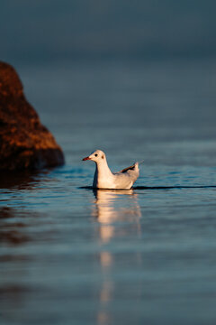 Seagull on Calm Water