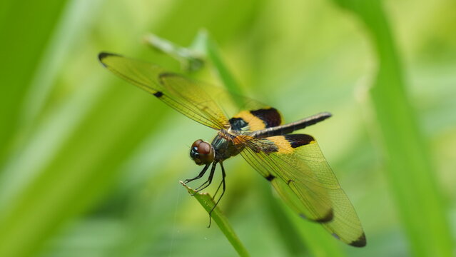 Close Up Rhyothemis Variegata Dragonfly on Green Leaf