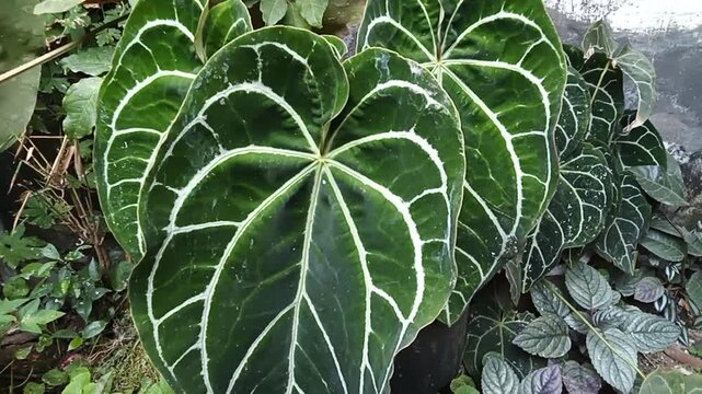 Clous up of a beautiful crystal anthurium leaf with prominent white vans and velvety texture