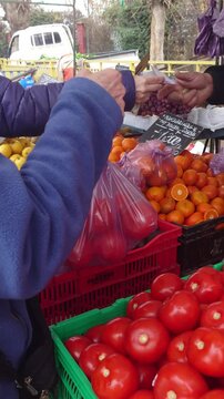 Buying fresh tomatoes at a Chilean street market (feria libre) and then tiying a plastic bag. shopper purchasing tomatoes at a local farmers market, fresh produce stand, outdoor market