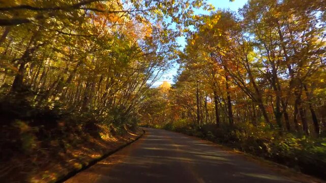紅葉の道をドライブ