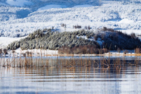 Winter Reeds Still Water