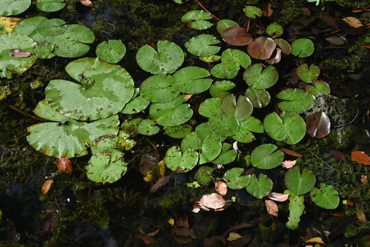 Lily Pads Floating on a Tranquil Pond