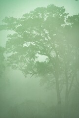 Fototapeta premium Foret in a fog