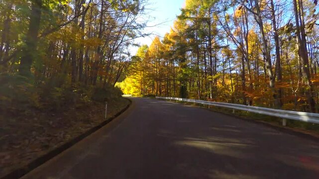 紅葉の道をドライブ