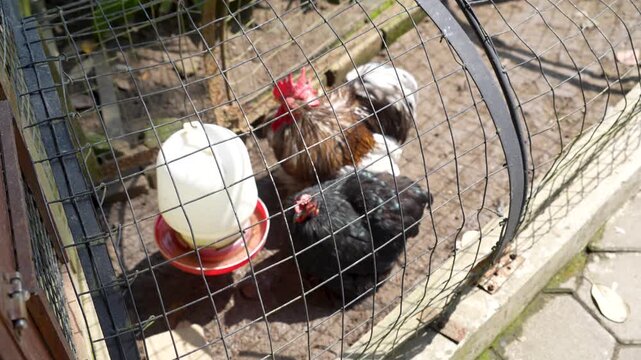 Rooster and hen inside a wire mesh cage with a white water dispenser.