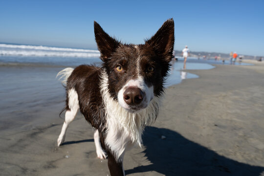 Border collie dog on the beach looking at the camera in a sunny day.