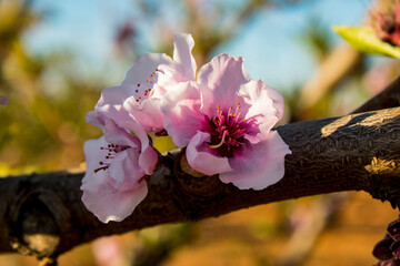 Almond trees in bloom in the Valencian Community (Spain)  © @CMG_IG