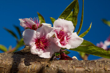 Almond trees in bloom in the Valencian Community (Spain)  © @CMG_IG