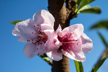 Almond trees in bloom in the Valencian Community (Spain)  © @CMG_IG