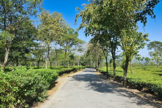 A beautiful road passing through tea estate of Jhalong, Dooars - North Bengal, West Bengal, India.