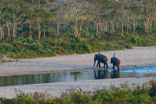Two Indian elephants , Elephas maximus indicus, at Gorumara National Park. Trained captive elephants are crossing Jaldhaka river on forest safari carrying tourists on backs, Dooars,West Bengal, India.