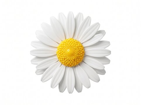 Beautiful single white daisy flower with a bright yellow center isolated in a clean and simple top view style
