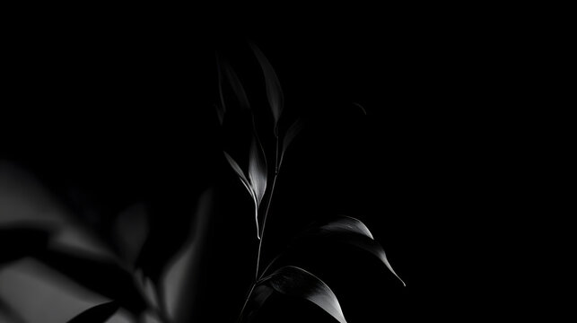 A close-up of a dark green leaf silhouetted against a black background, evoking a sense of calm and tranquility.