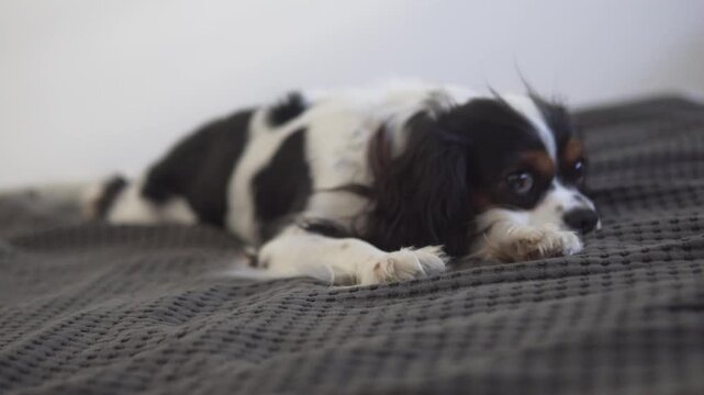 Cavalier King Charles Spaniel sitting comfortably on a bed at home and looking to the side. Cute small pet dog relaxing indoors in a cozy domestic setting