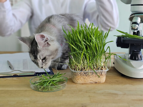 Cat explores grass while a person works at a desk with a microscope