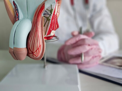 Results of an ultrasound examination of the male genitals and a medical examination