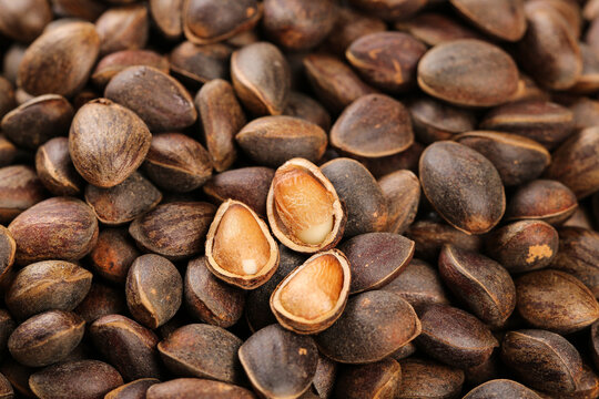 Wild Pine Nuts from Changbai Mountain Yunnan China Agricultural Forest Products Natural Food Ingredients