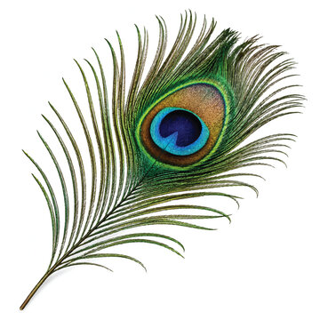 peacock feather on white background