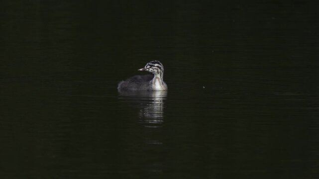 A juvenile great crested grebe (Podiceps cristatus) swimming around.