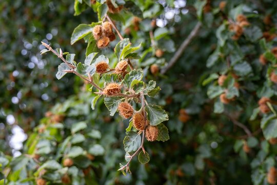 close up of the triangular nut of the beech tree called beechnuts