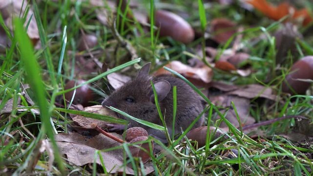 A wood mouse (Apodemus sylvaticus) eating a acorn