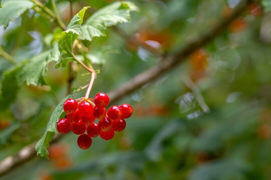 bright red berries and leaves of high bush cranberry viburnum opulus