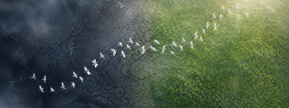 White Doves Through Shadow &mdash; An uplifting visual narrative of repair and coexistence