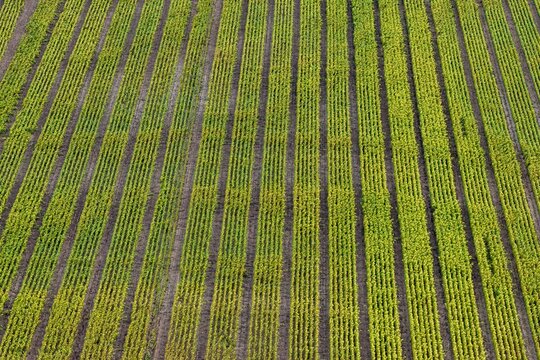 Aerial view of agricultural fields with parallel rows of green crops in the countryside in Bantzenheim, Grand Est, France.