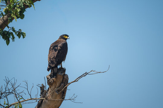Crested serpent eagle looks down from stump