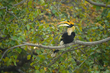 Male great hornbill in tree opens beak © Nick Dale