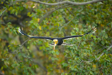 Male great hornbill spreads wings approaching camera © Nick Dale