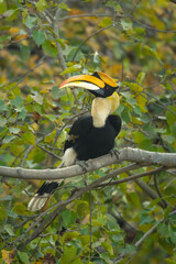 Male great hornbill turns head in tree © Nick Dale