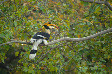 Male great hornbill opens beak in tree © Nick Dale