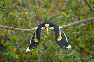 Male great hornbill takes off from branch © Nick Dale
