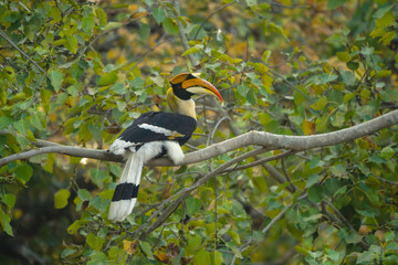 Male great hornbill watches camera from tree © Nick Dale