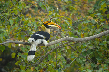 Male great hornbill on branch in jungle © Nick Dale