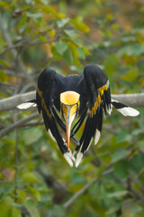 Male great hornbill takes off towards camera © Nick Dale