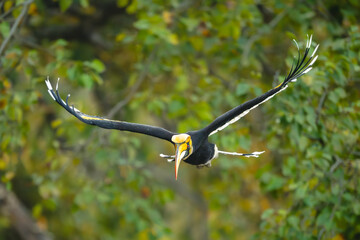 Male great hornbill lifts wings approaching camera © Nick Dale