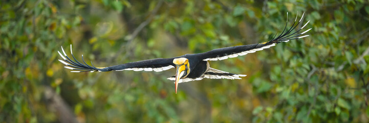 Panorama of male great hornbill spreading wings © Nick Dale