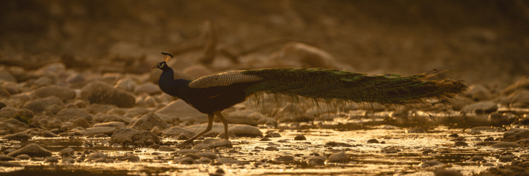 Panorama of Indian peacock crossing rocky stream