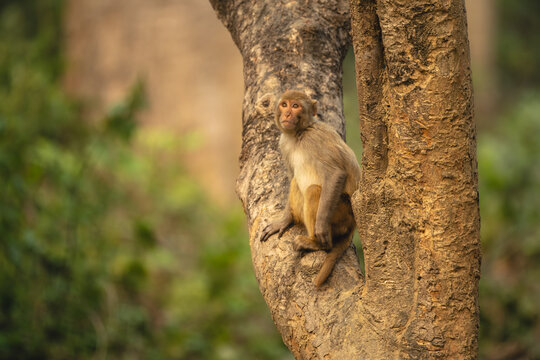 Rhesus macaque sits looking up in tree