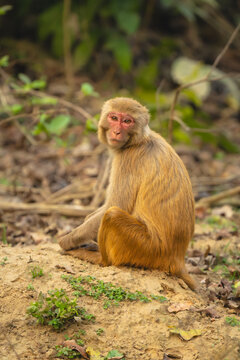 Rhesus macaque sits on ground watching camera