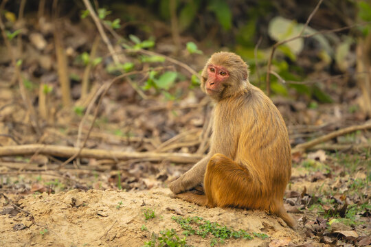 Rhesus macaque sits on ground with catchlights