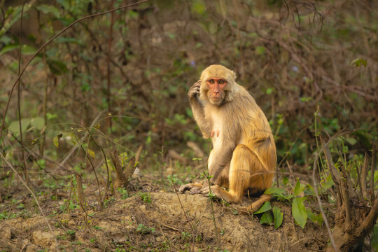 Rhesus macaque sits scratching head with paw