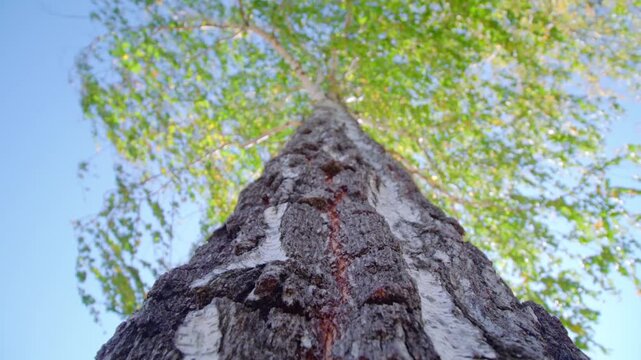 Old Birch Tree Trunk with Rough Bark, Moss and Exposed Texture in a Green Forest Nature Landscape
