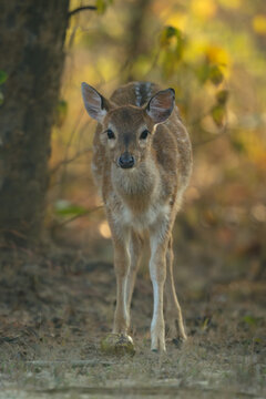 Spotted deer stands facing camera near tree