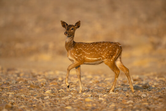 Spotted deer crosses rocky riverbed with catchlight