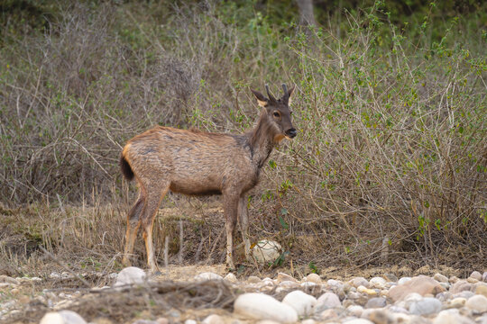 Young male sambar deer stands in riverbed
