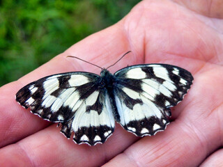 Marbled White Butterfly (Melanargia galathea) resting on a hand © plazaccameraman